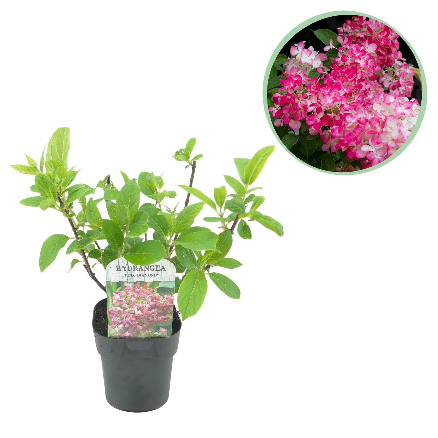 Plant and Stories Hortensia Pink Diamond arbuste 50cm