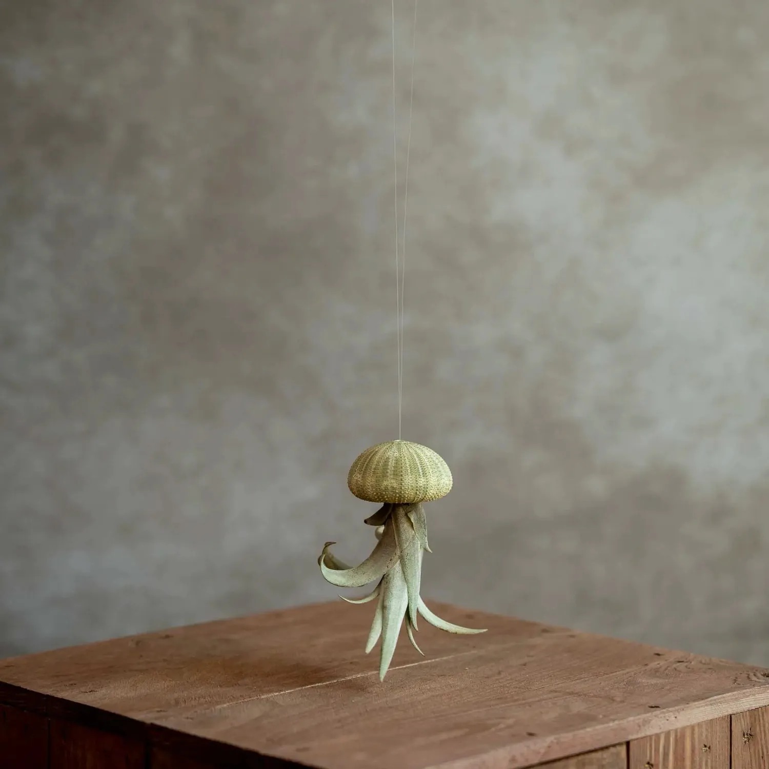 Airplantshop Jellyfish Groen plante aérienne coquille verte à suspendre