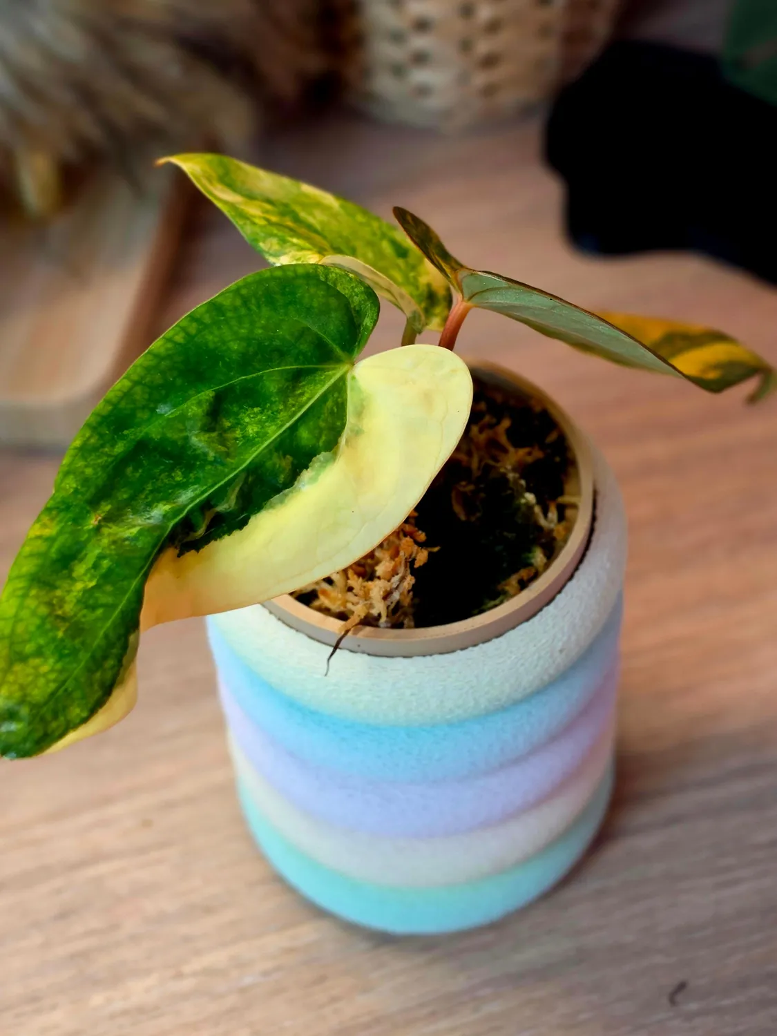 plant.ess Anthurium Forgetii x Carlablackiae plante panachée clone Solis