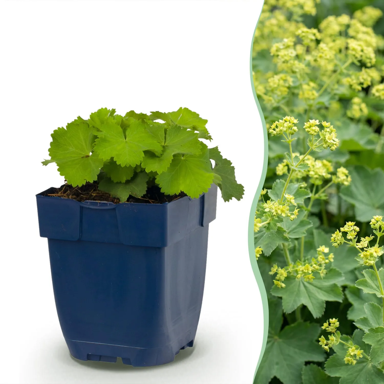 Plant and Stories alchémille Alchemilla mollis pot 11 cm vivace ombre
