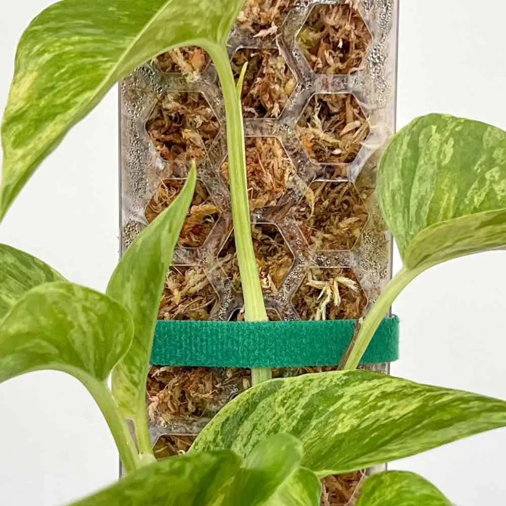 Plant and Stories ruban velcro fixation plante souple 1 unité
