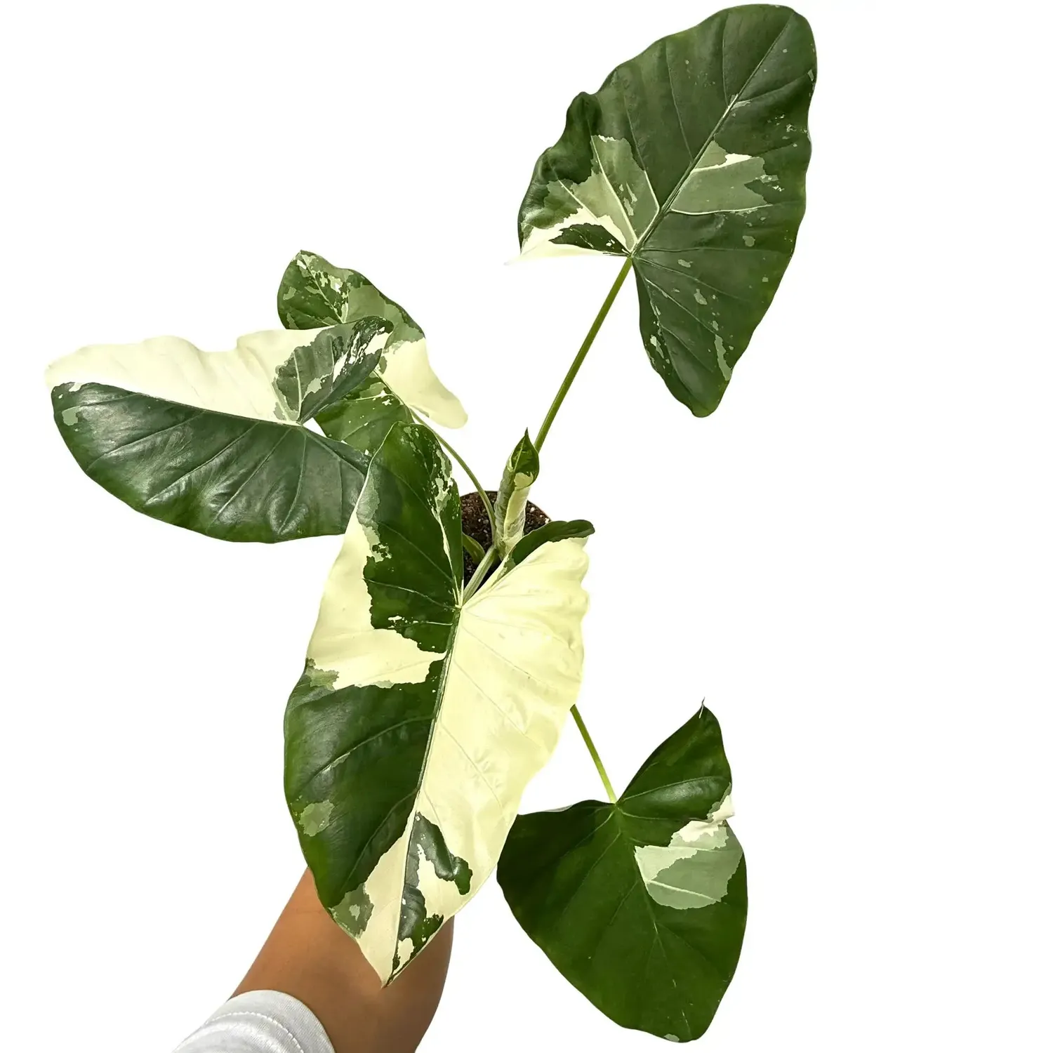 Plant and Stories Alocasia Macrorrhiza variegata plante pot 9cm
