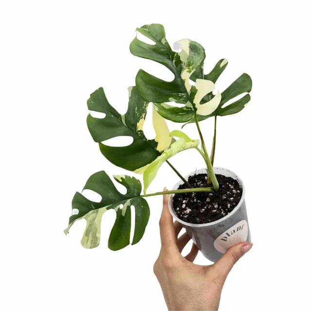 Plant and Stories Rhaphidophora Tetrasperma Variegata pot 10,5cm panaché