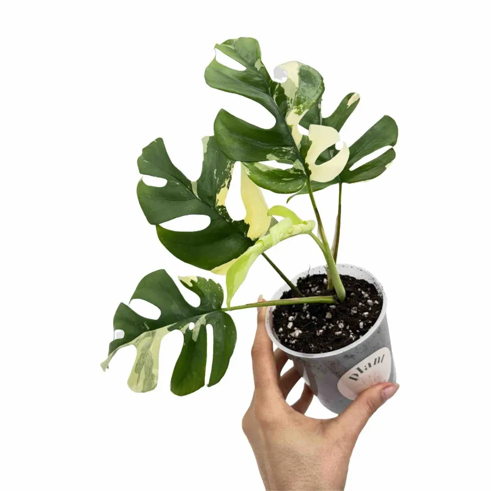 Plant and Stories Rhaphidophora Tetrasperma Variegata pot 10,5cm panaché