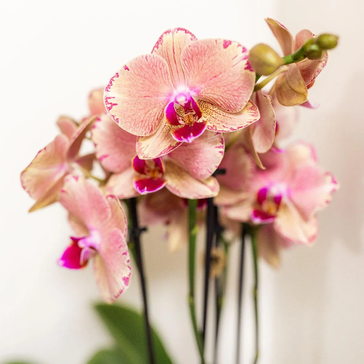 Plant and Stories Phalaenopsis coffret 4 orchidées pot 12 cm surprise