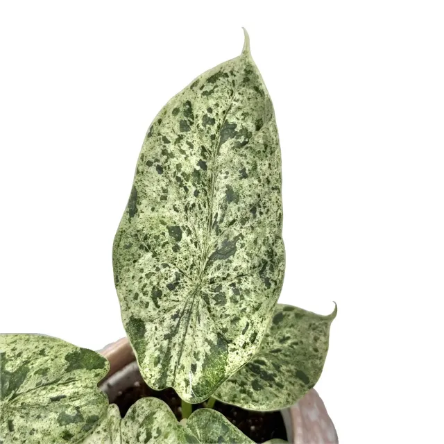 Plant and Stories Marble Mint alocasia plante d'intérieur pot 8 cm