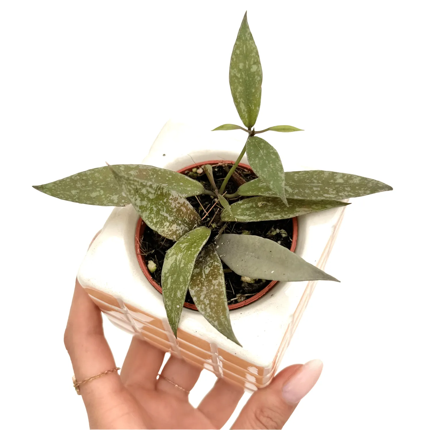Plant and Stories Lacunosa Laos hoya pot 6 cm parfumé