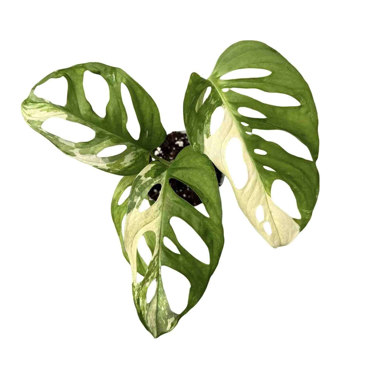 Plant and Stories Monstera Adansonii Variegata plante pot 6cm