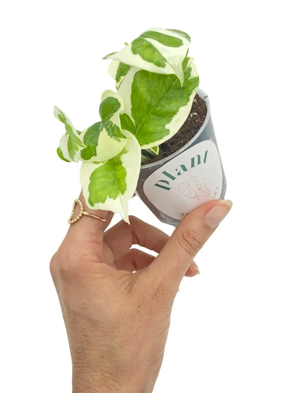 PLANT AND STORIES Epipremnum N'Joy plante d'intérieur pot 6cm panachée
