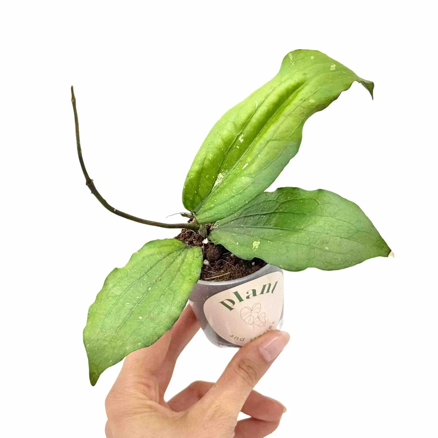 Plant and Stories Hoya Erythrina plante d’intérieur nervures rouges