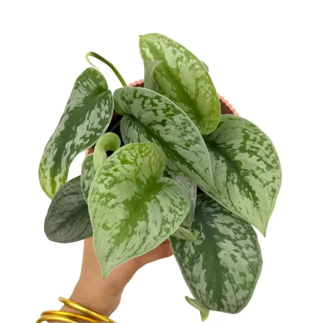 Plant and Stories Scindapsus Pictus Trebie plante retombante pot 12 cm