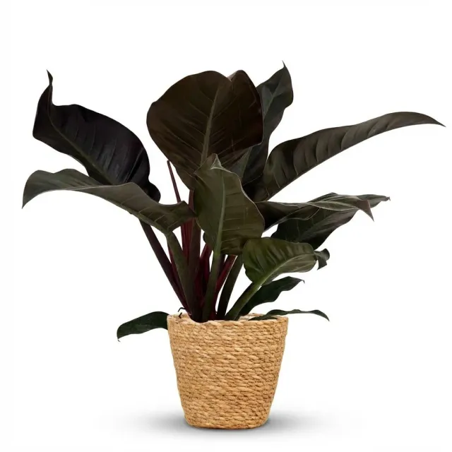 Plant and Stories Philodendron Imperial Red plante pot 19 cm