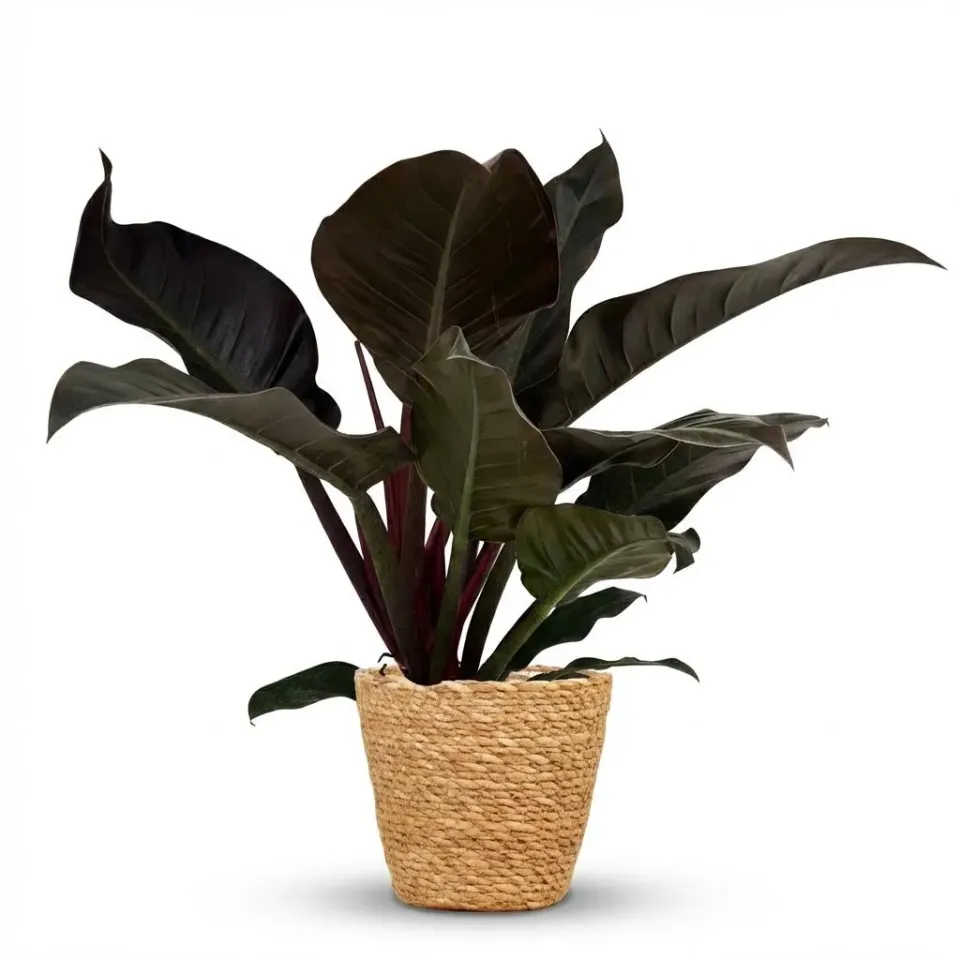 Plant and Stories Philodendron Imperial Red plante pot 19 cm