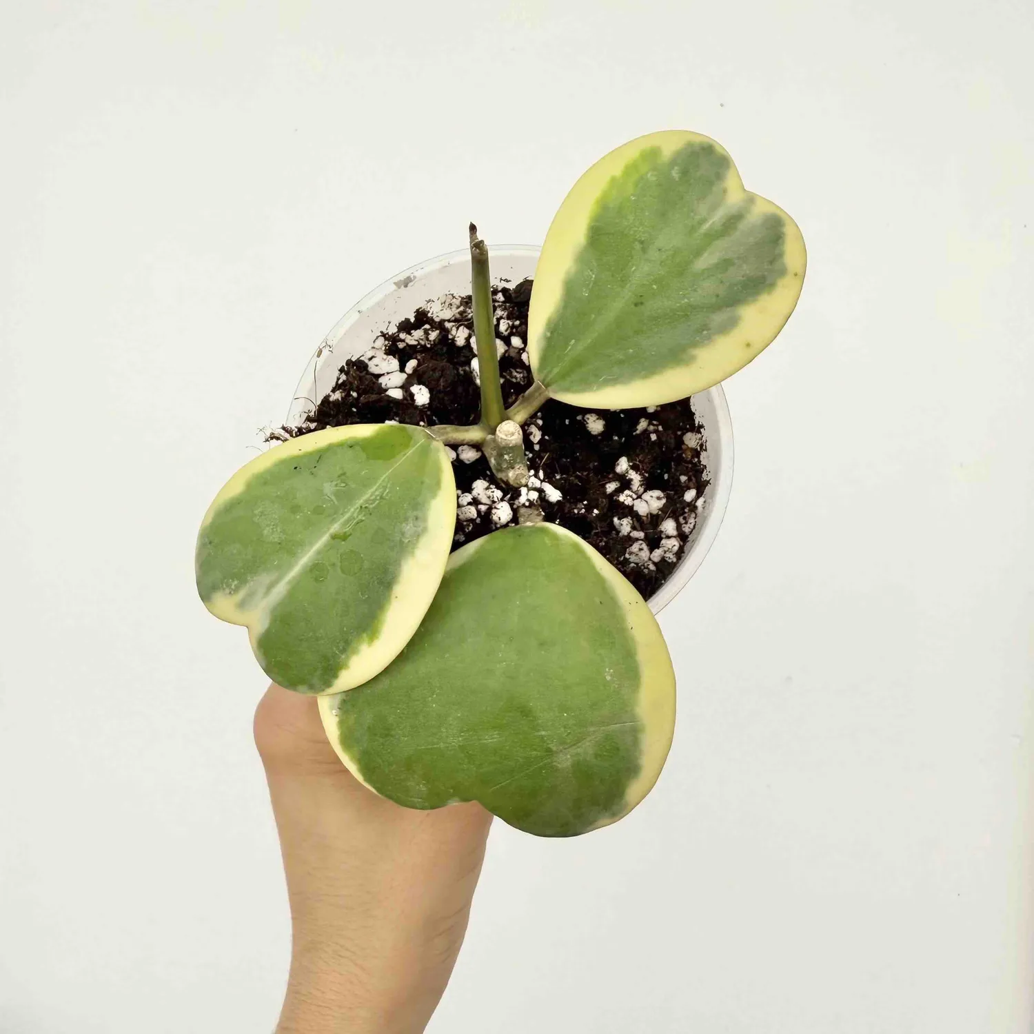 Plant and Stories Hoya Kerrii Variegata plante cœur pot 6 cm panaché