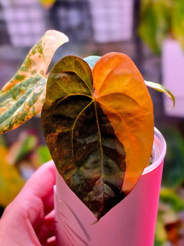 plant.ess Black Venom x RVDP anthurium 2 feuilles panaché