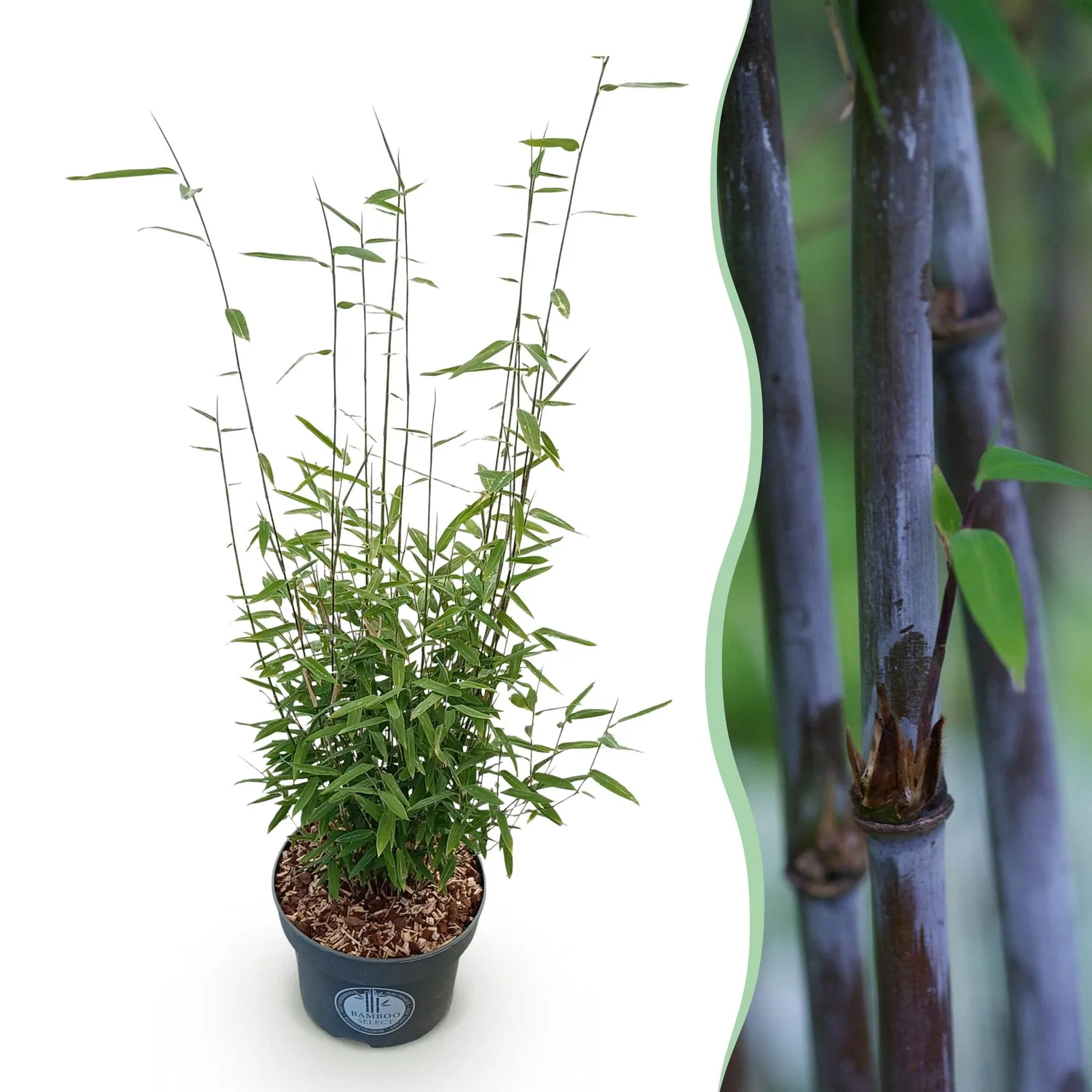 Plant and Stories Fargesia Black Dragon bambou pot 23 cm 80 cm