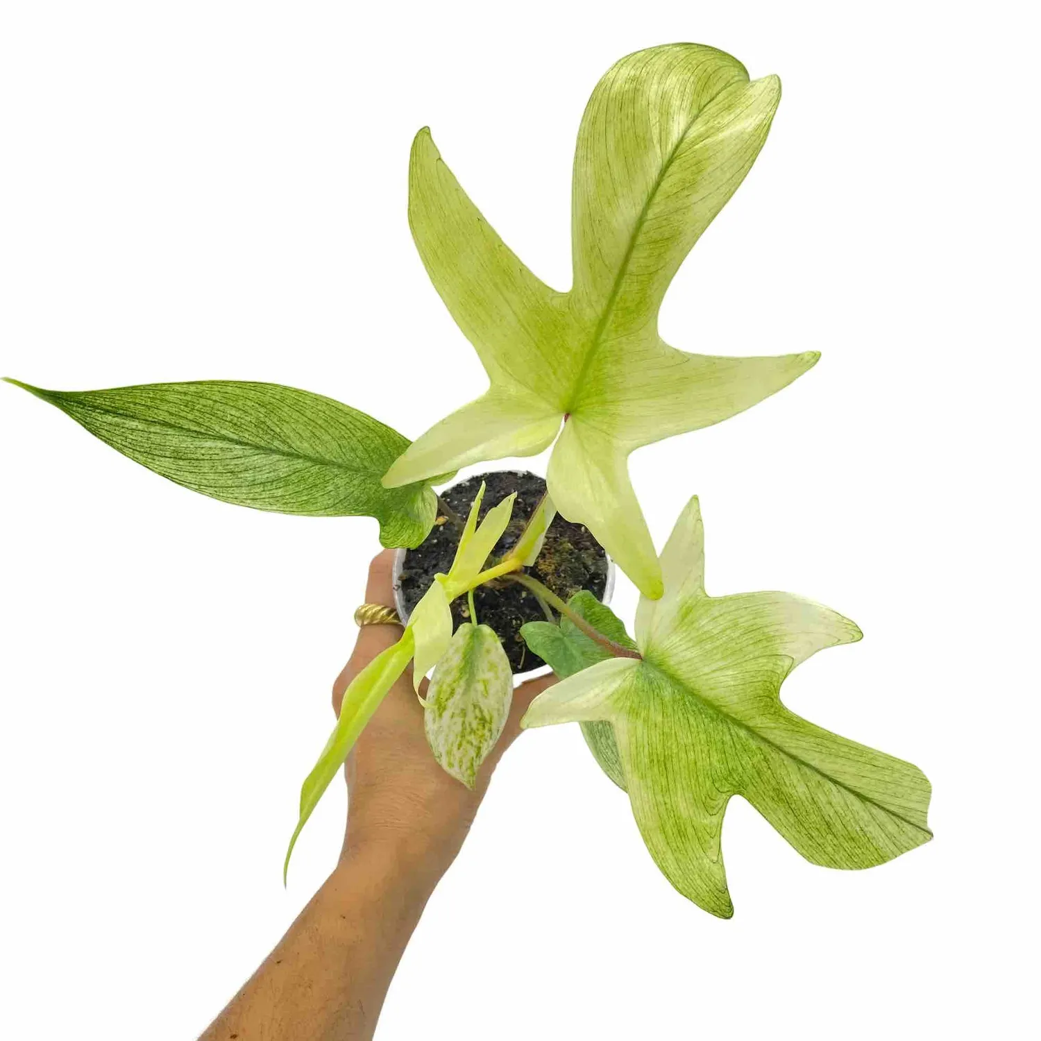 Plant and Stories Philodendron Florida Ghost plante pot 9 cm