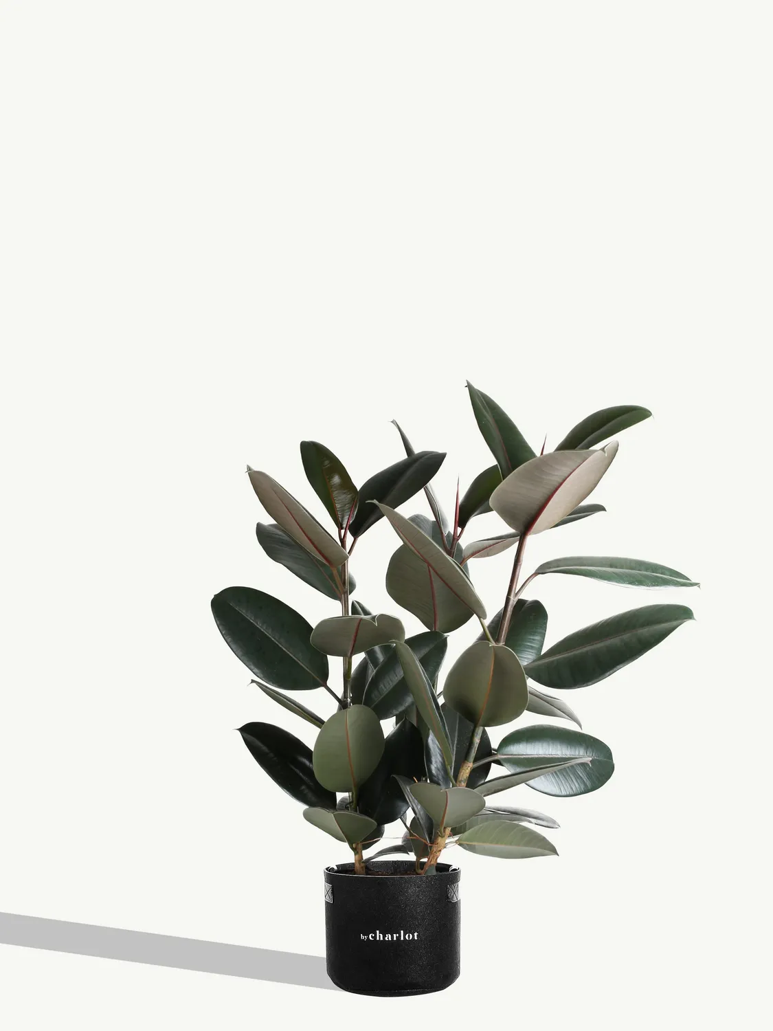 By Charlot L'Élégante recharge ficus XL 66-86 cm