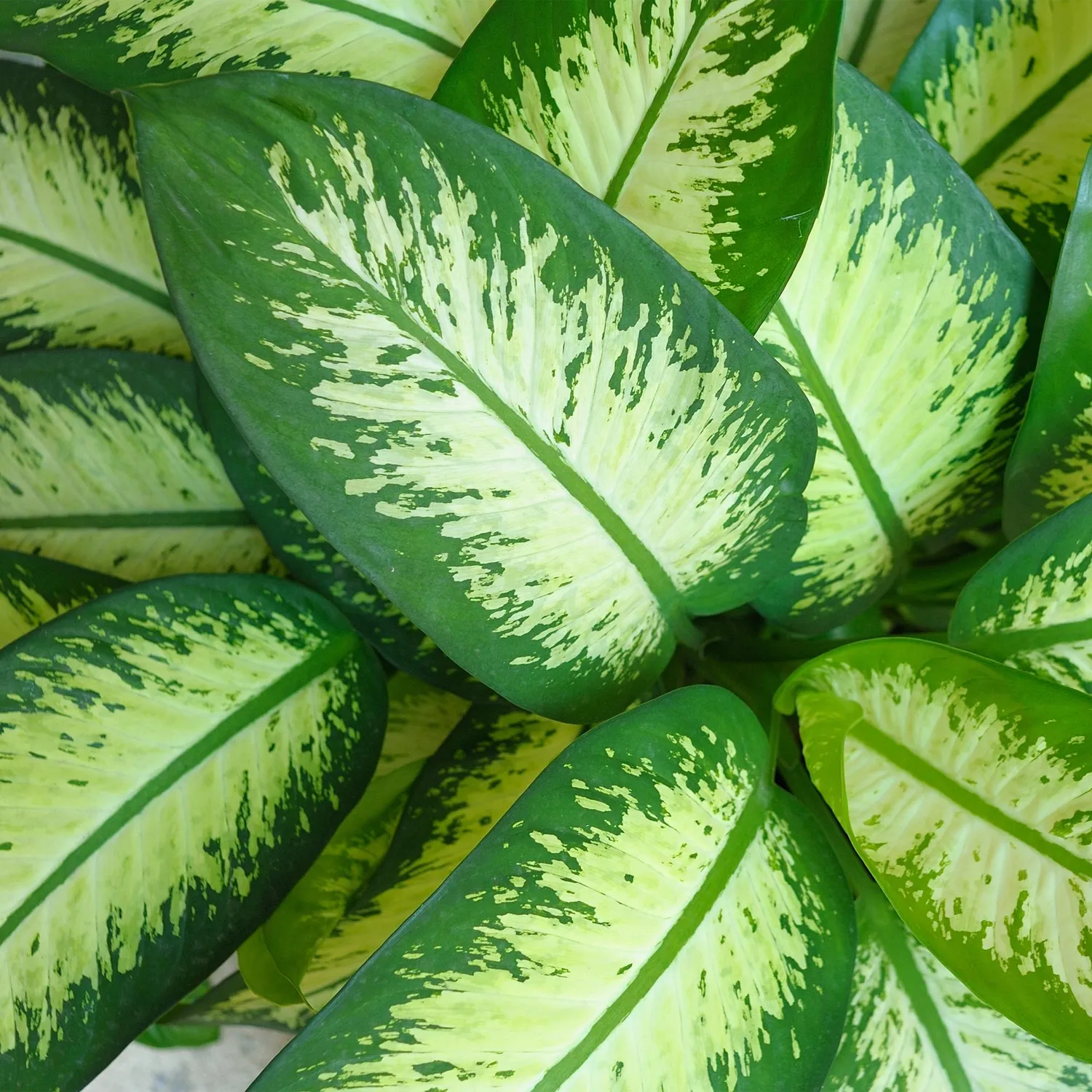 PLANT AND STORIES Dieffenbachia Tropic Snow plante d'intérieur panachée 90-100 cm