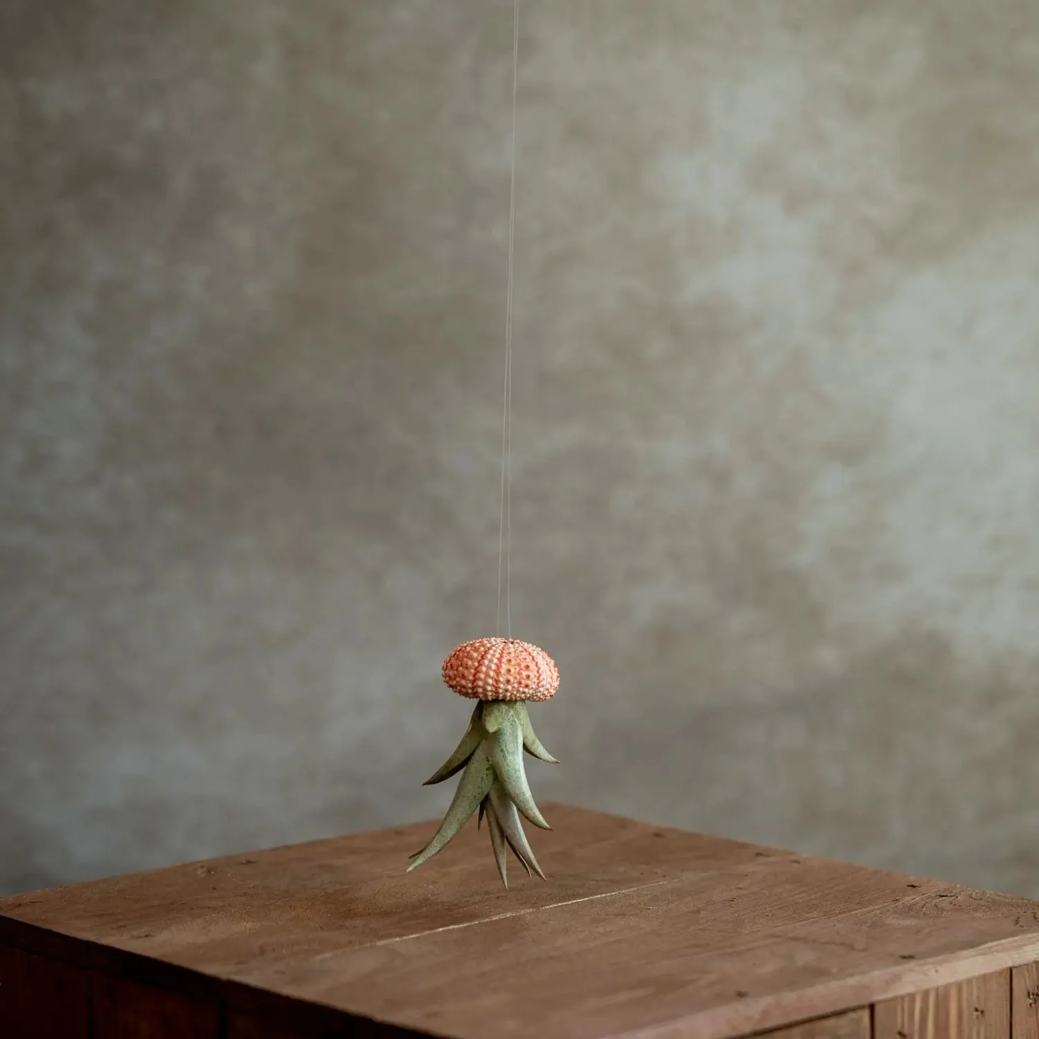 Airplantshop Jellyfish Roze Small plante aérienne coquille rose