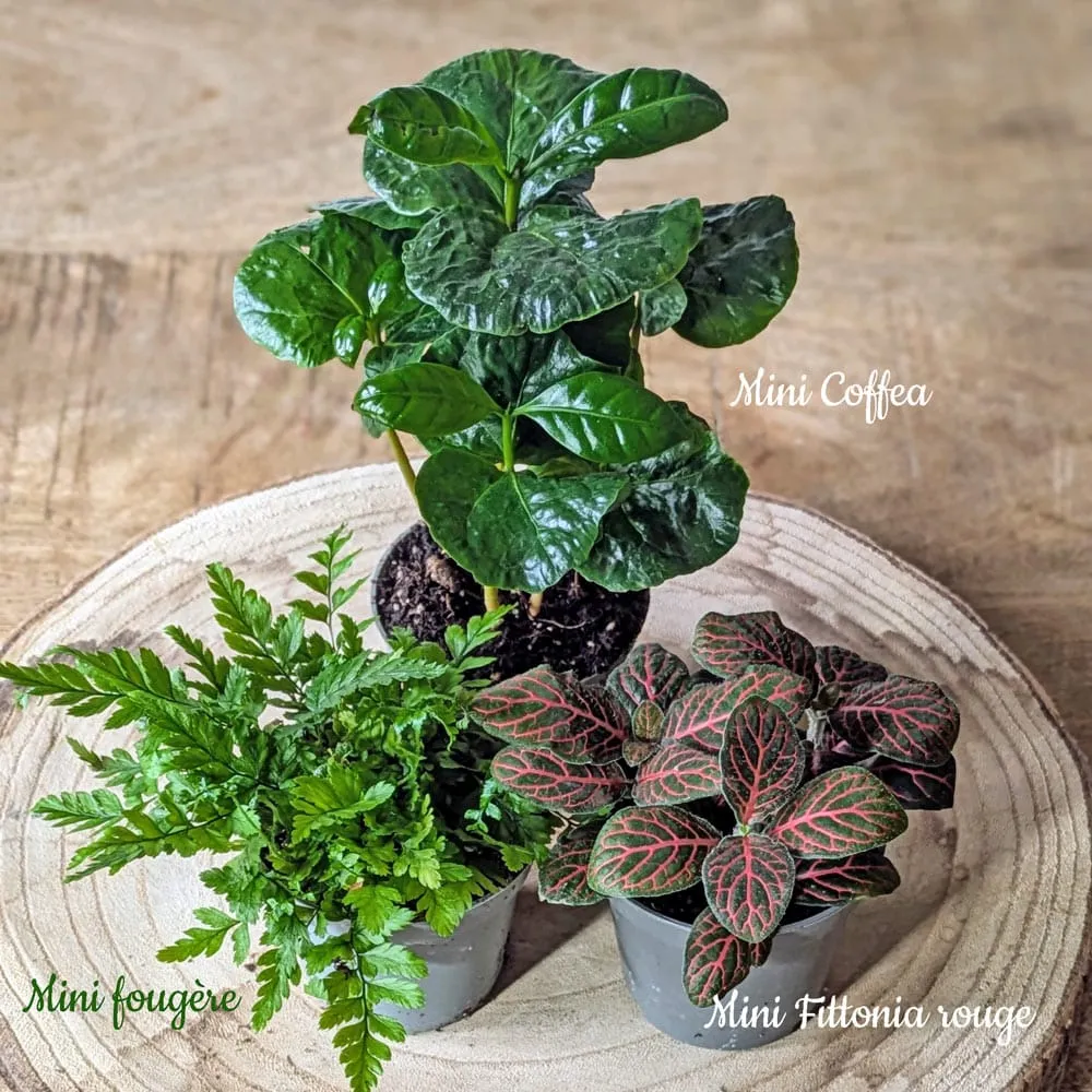 Réconciliation Végétale recharge terrarium grand modèle 3 plantes