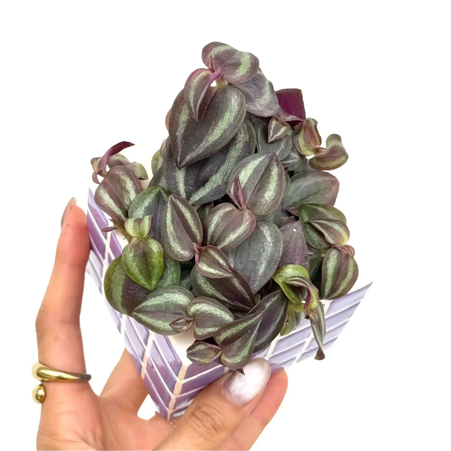 Plant and Stories Tradescantia Zebrina Pink Joy plante pot 6cm rose