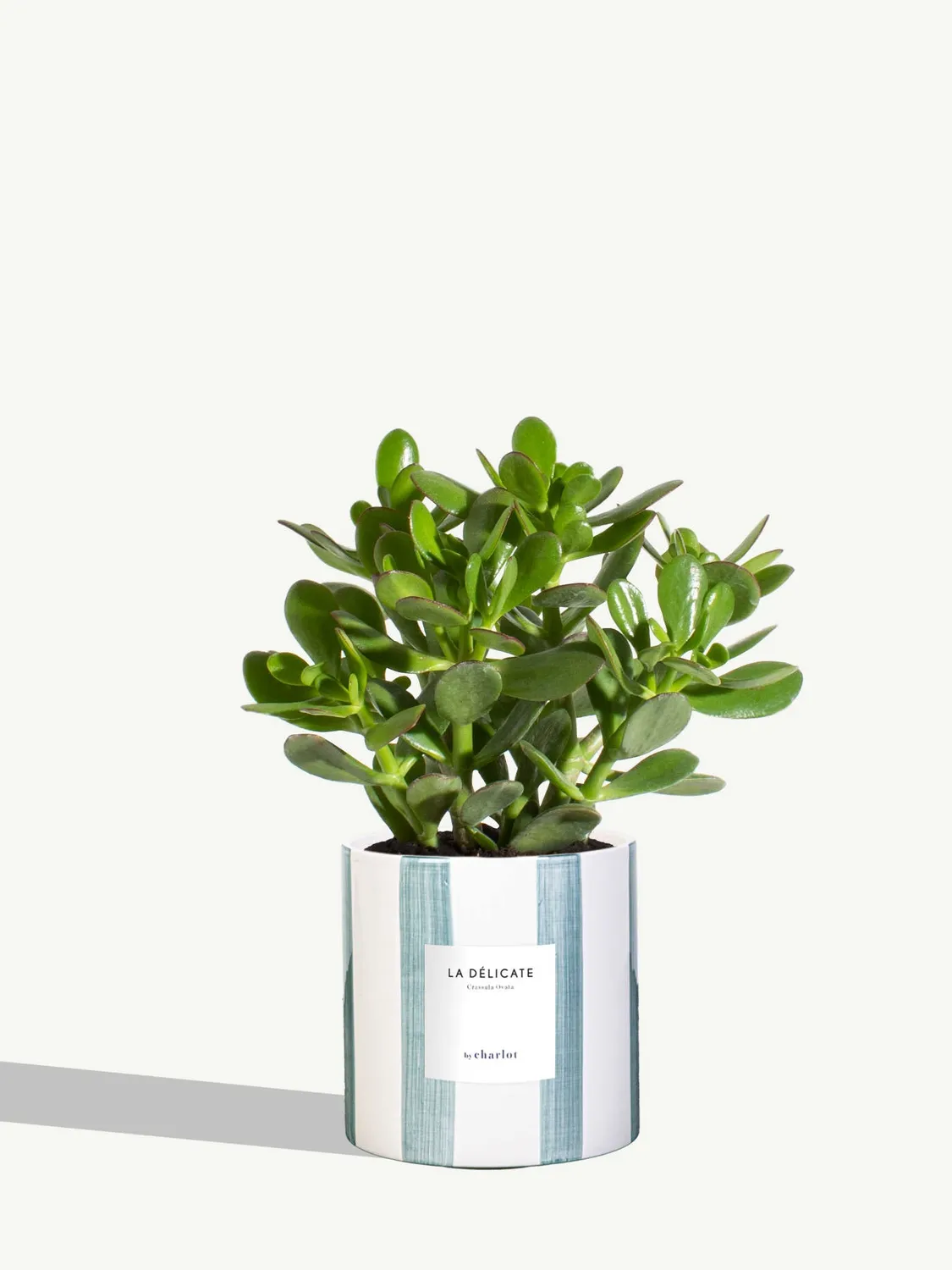 By Charlot La Délicate succulente pot M Crassula