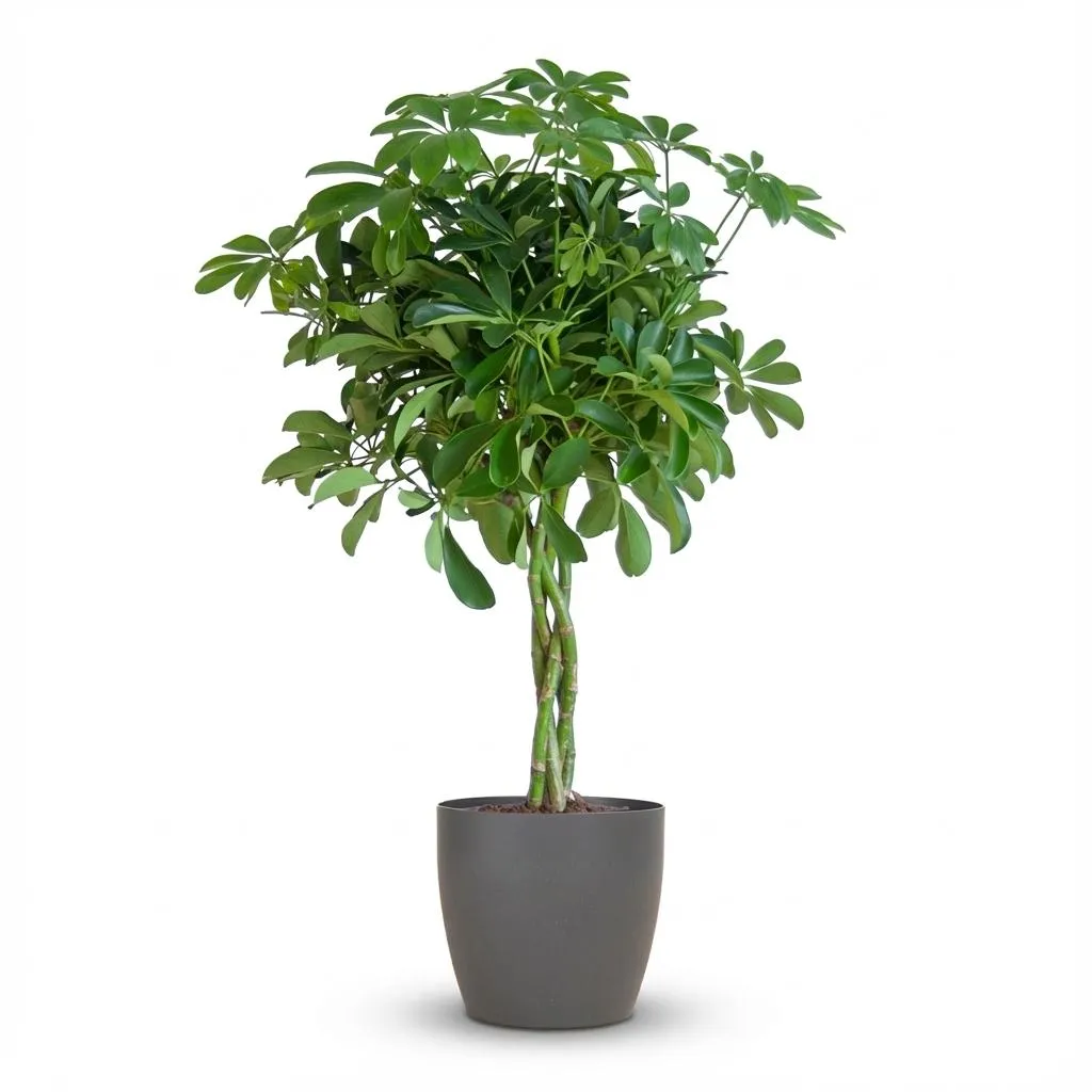 Plant and Stories Nora schefflera 70 cm pot 21 cm gris