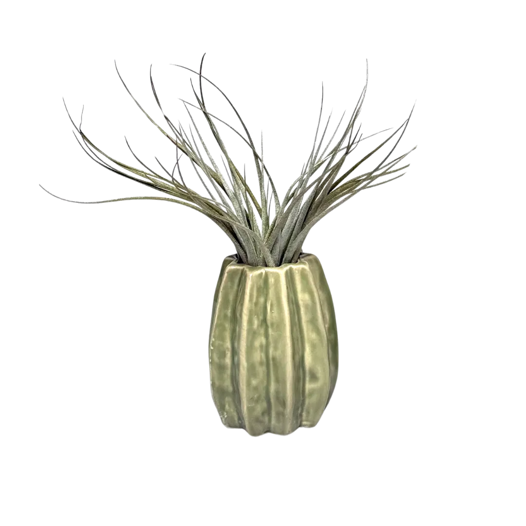 Airplantshop Carambola vase ceramique vert clair grand 11 cm