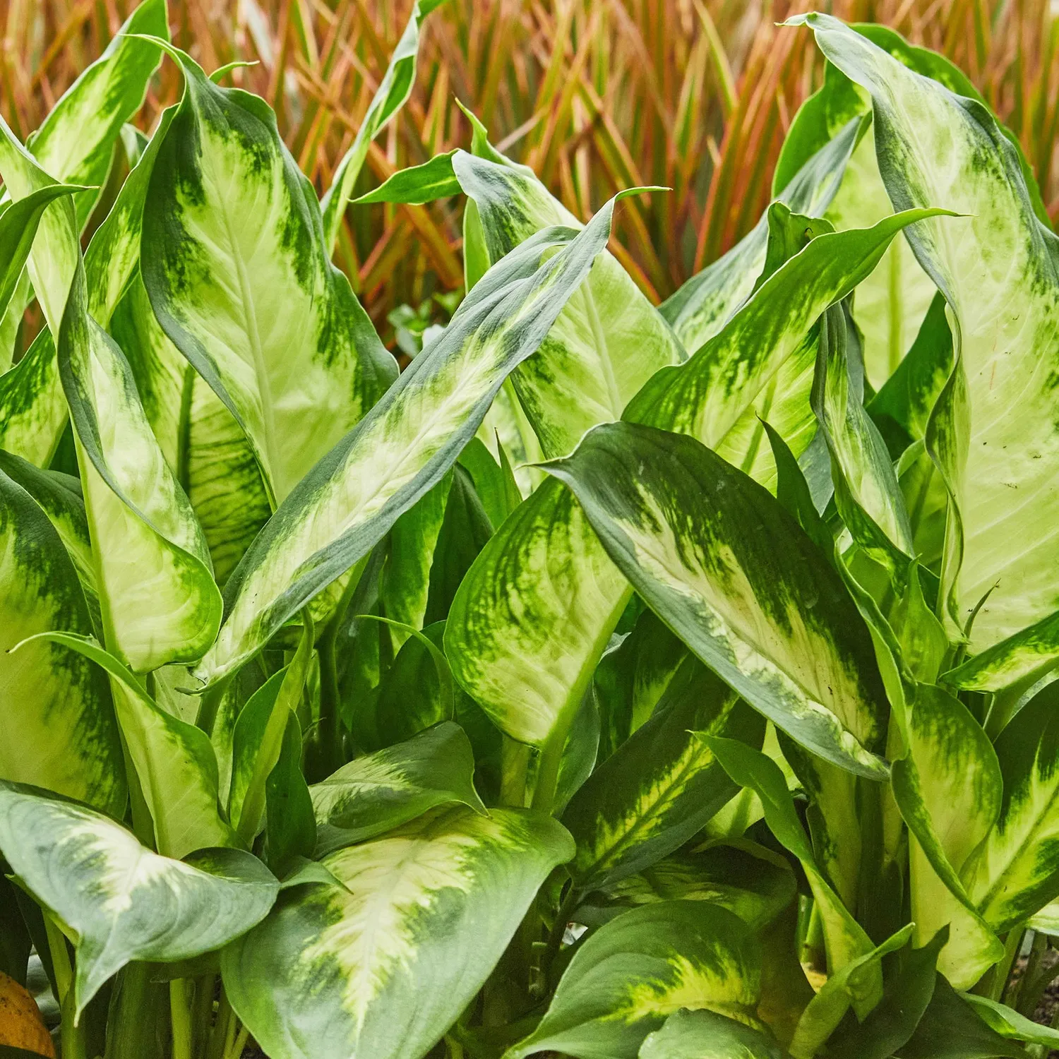 Plant and Stories Dieffenbachia Camilla plante pot 17cm 1 plante panachée