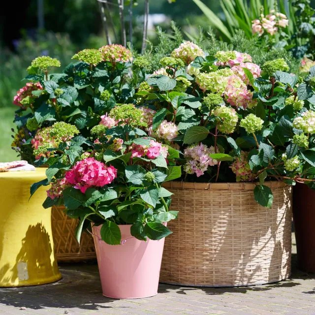 Plant and Stories Summer Love Red hortensia rouge 1 plant