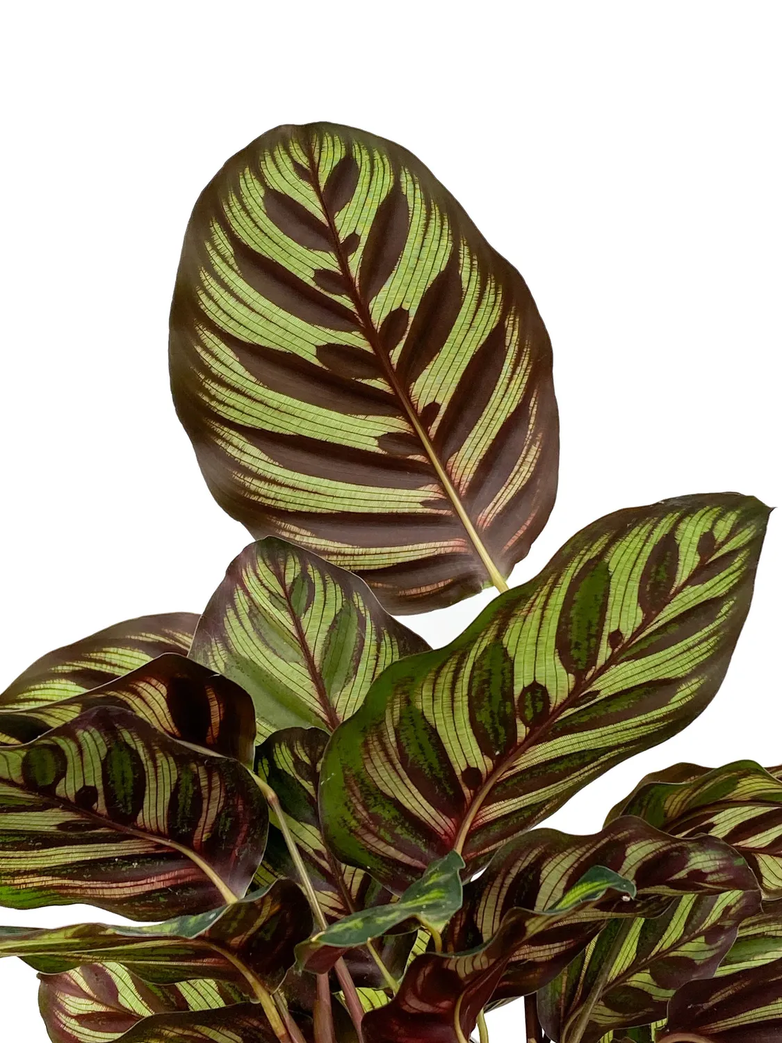 Plant and Stories Makoyana calathea pot 6 cm paon
