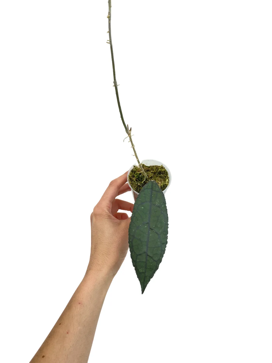 Plant and Stories Hoya Clemensiorum plante pot 6cm velouté
