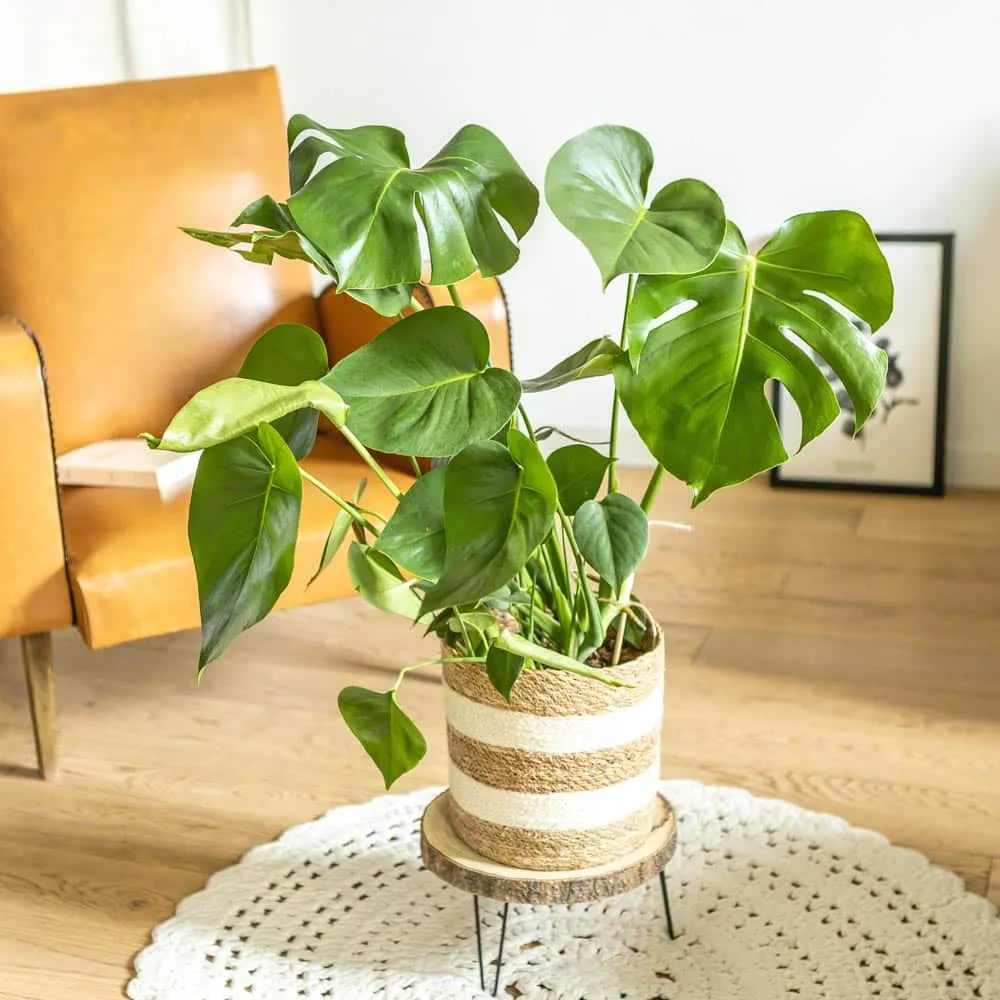 Réconciliation Végétale Louise Monstera Deliciosa plante d'intérieur
