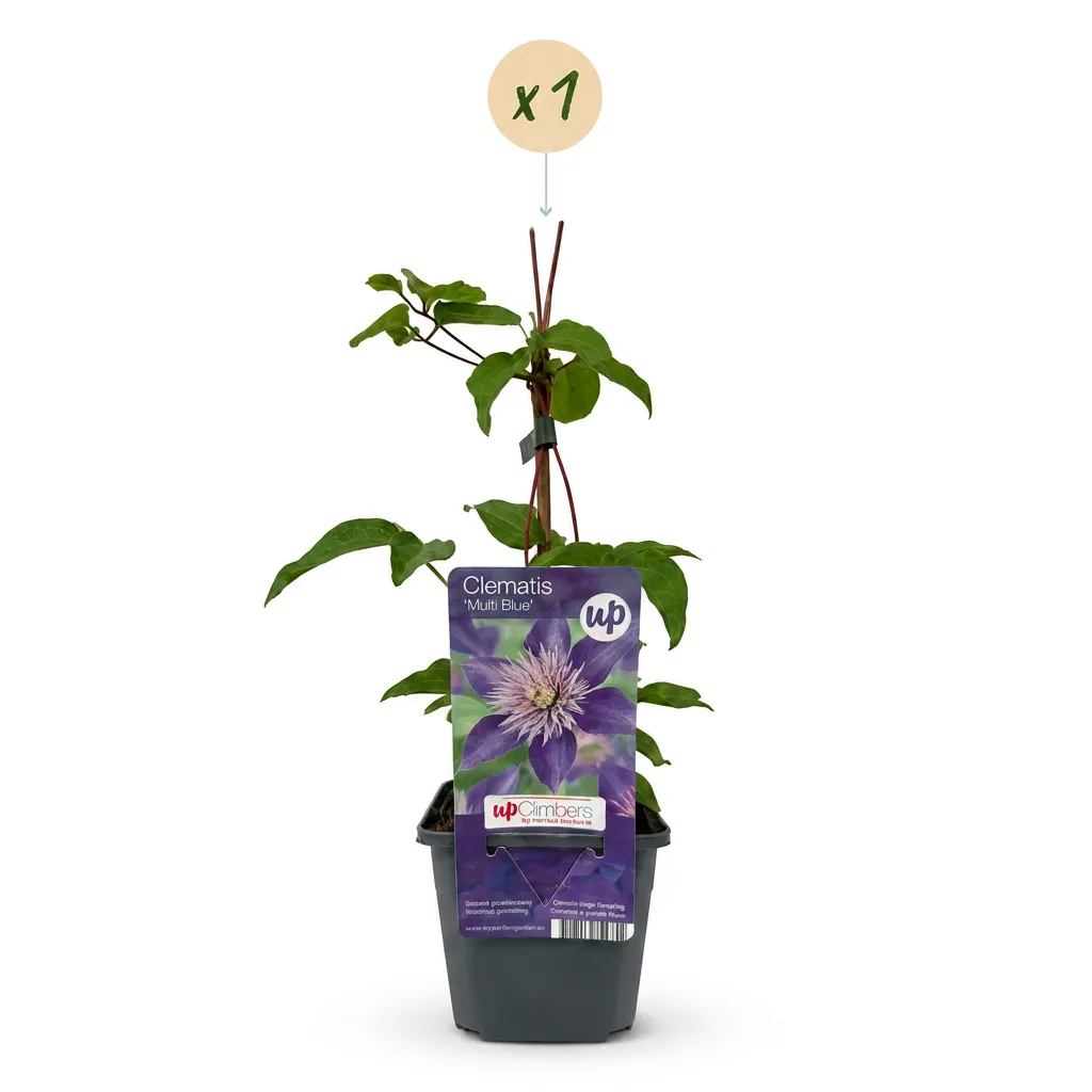 Plant and Stories Multi Blue clématite 1 plant fleurs bleues