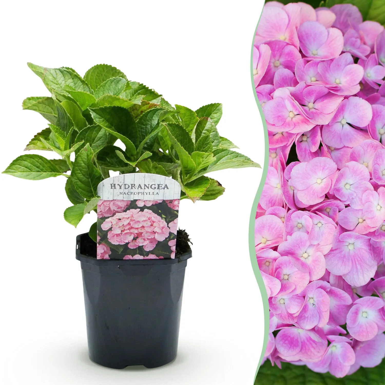 Plant and Stories Hortensia Macrophylla arbuste 1 plante rouge