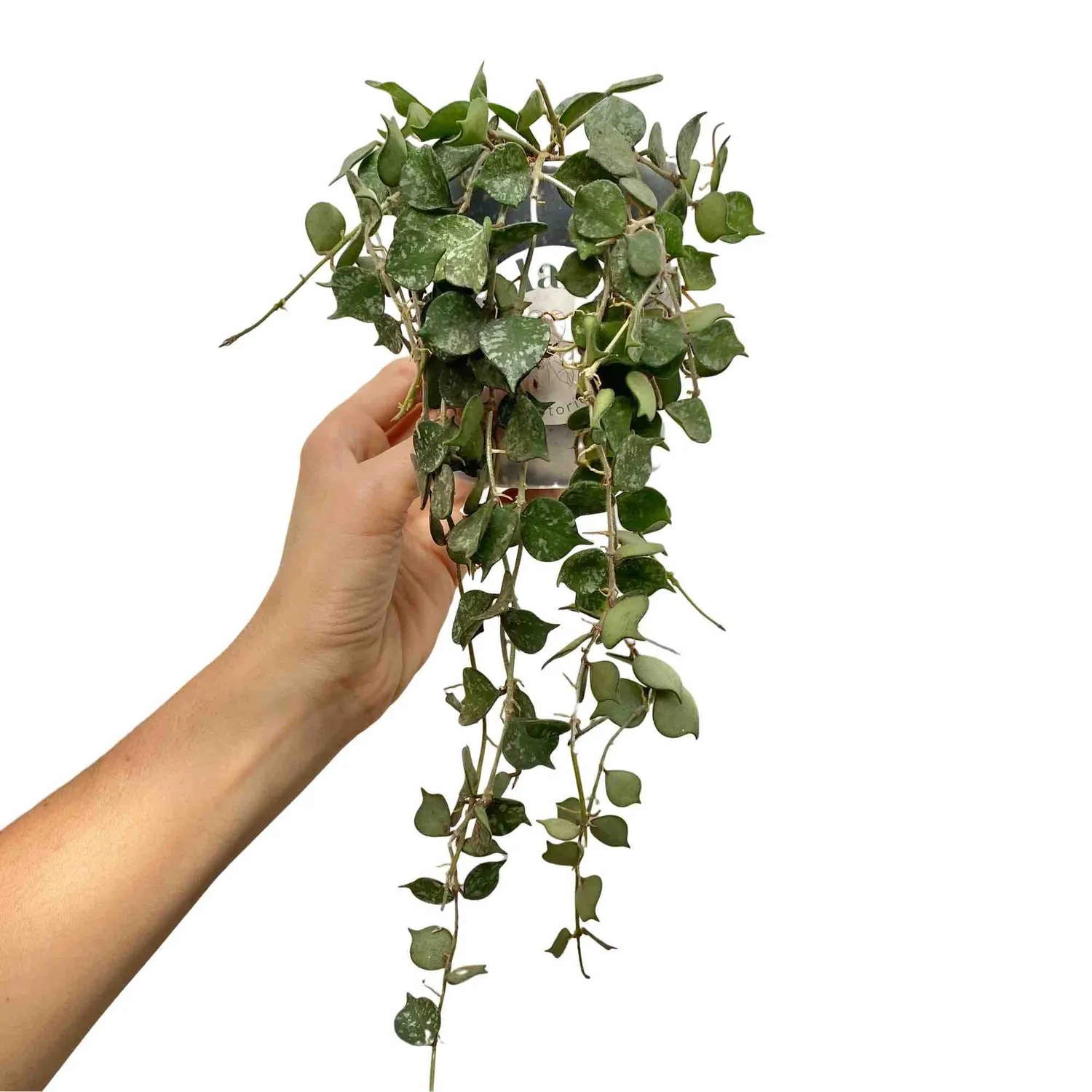 Plant and Stories Hoya Curtisii plante pot 6 cm marbré
