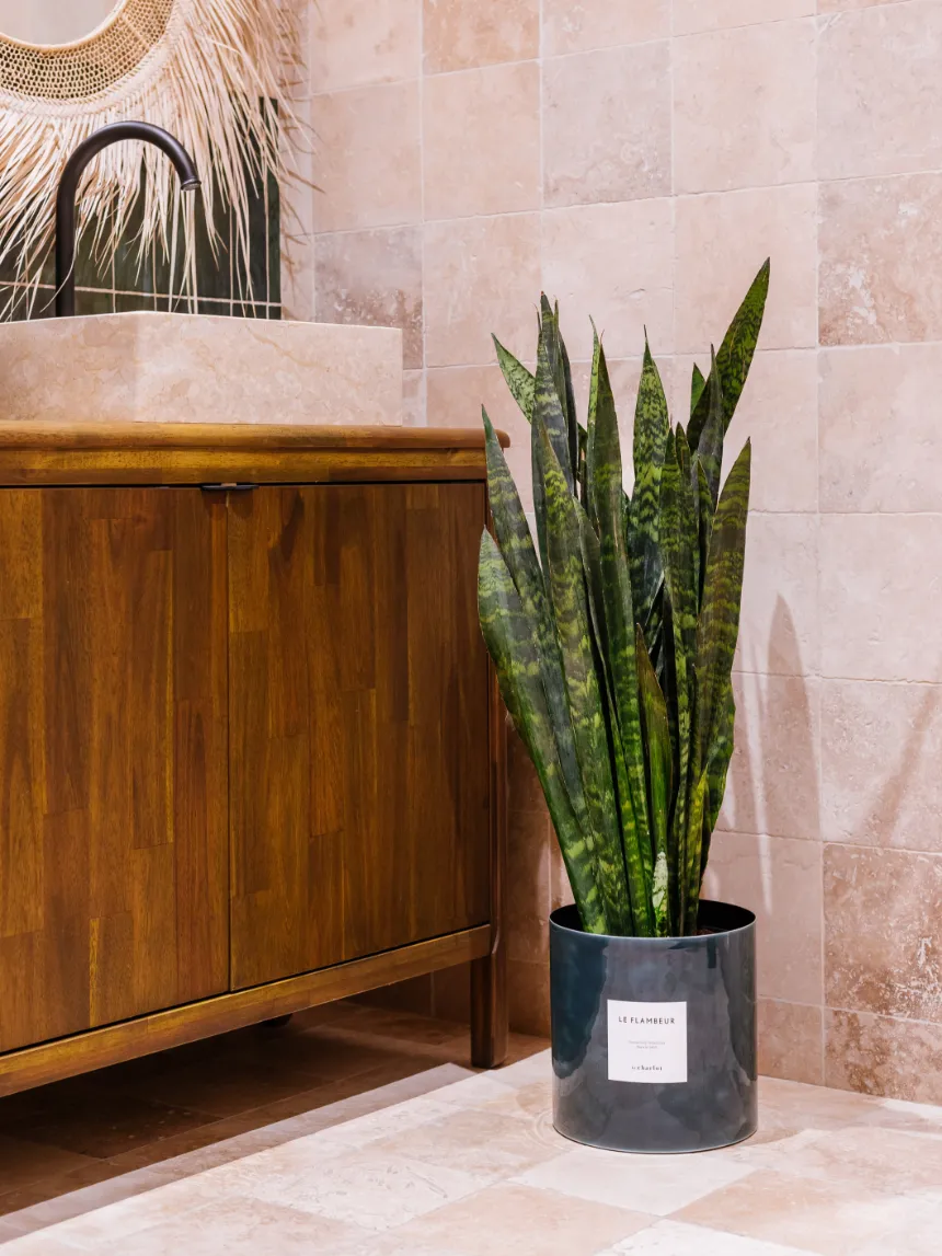 By Charlot Le Flambeur plante Sansevieria 80 cm avec pot XL