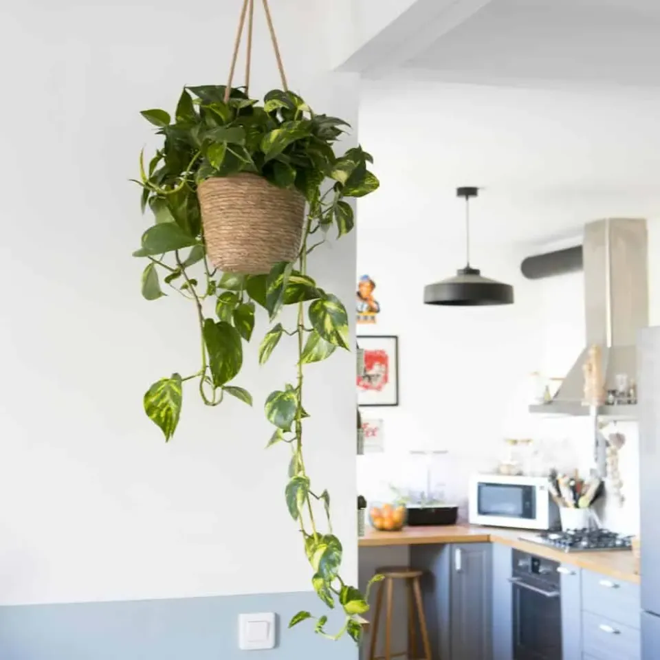 Réconciliation Végétale Sarah scindapsus pothos XXL plante verte marbrée