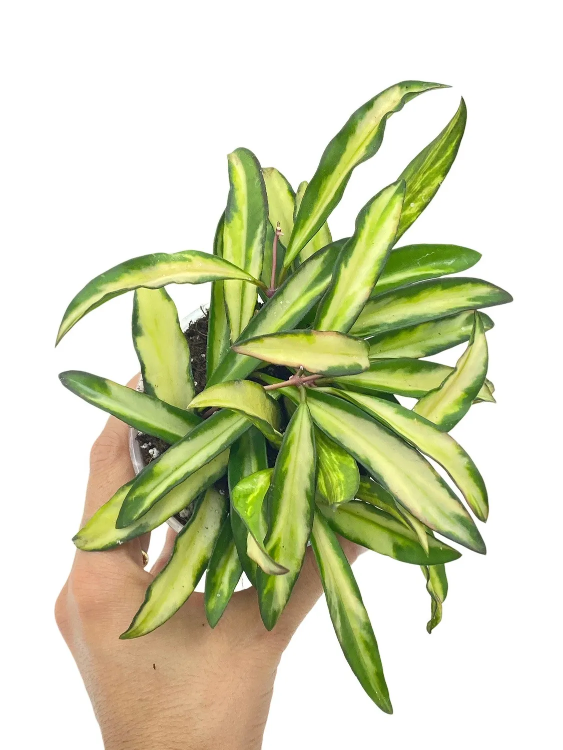 Plant and Stories Hoya Wayetii Variegata plante intérieur pot 9cm