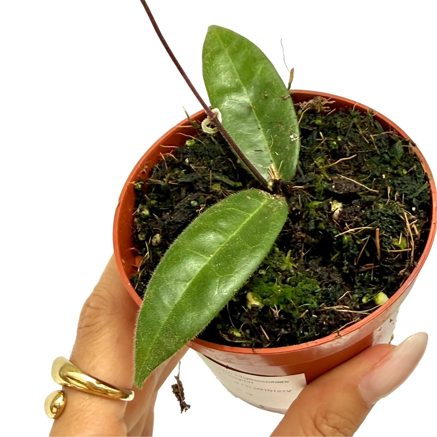 Plant and Stories Hoya Hypolasia plante d'intérieur pot 8 cm