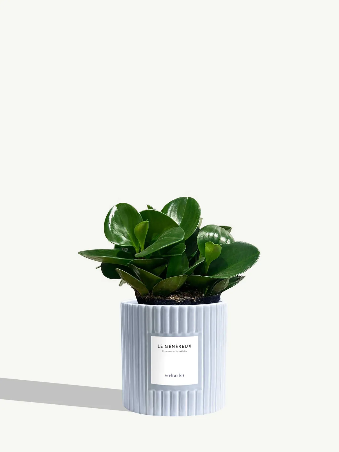 By Charlot Le Généreux peperomia plante pot 14 cm