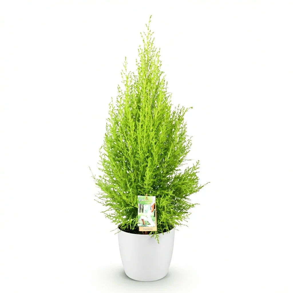 Plant and Stories Cupressus Gold Crest Wilma conifère pot 21cm 90cm