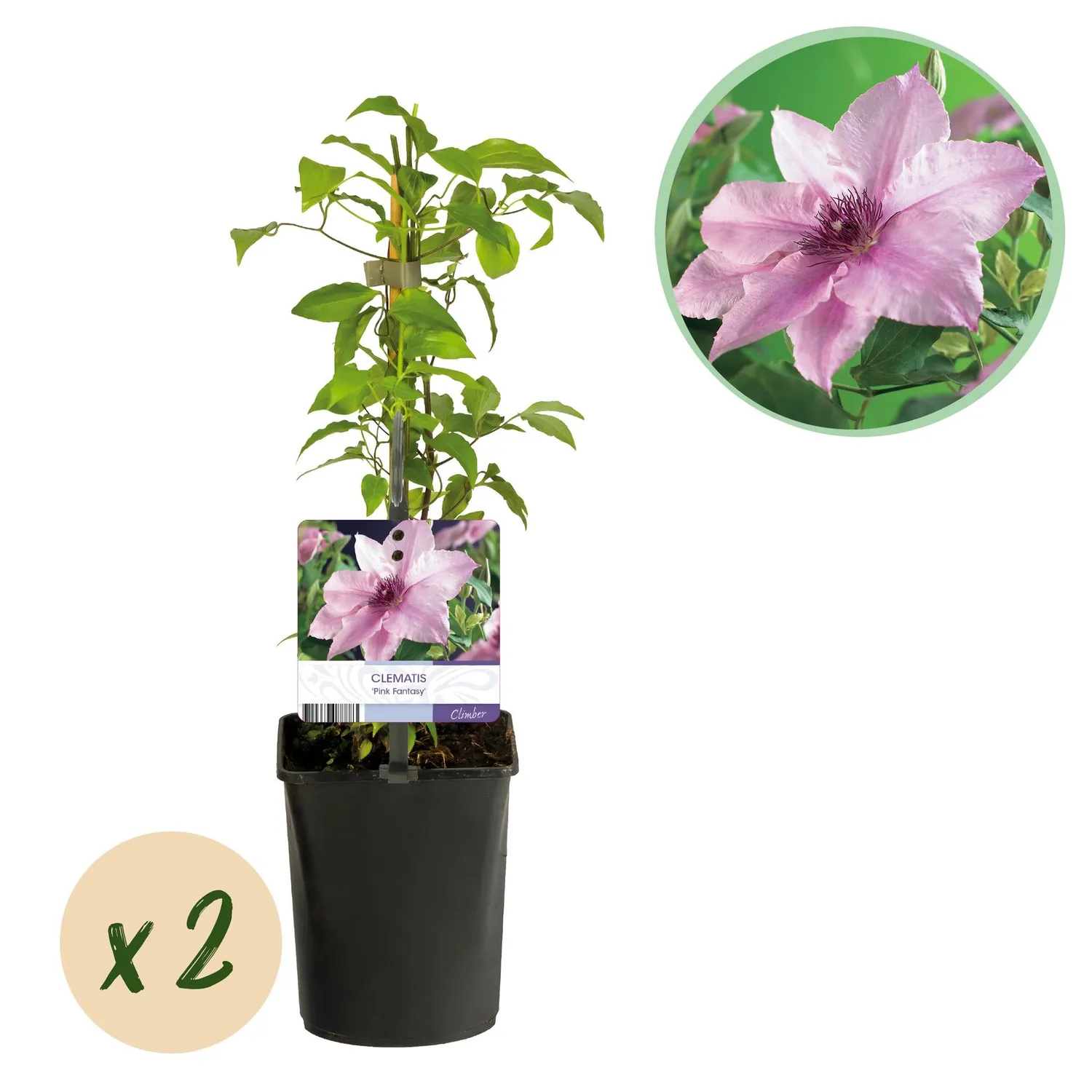 Plant and Stories Pink Fantasy clématite 2 plants rose