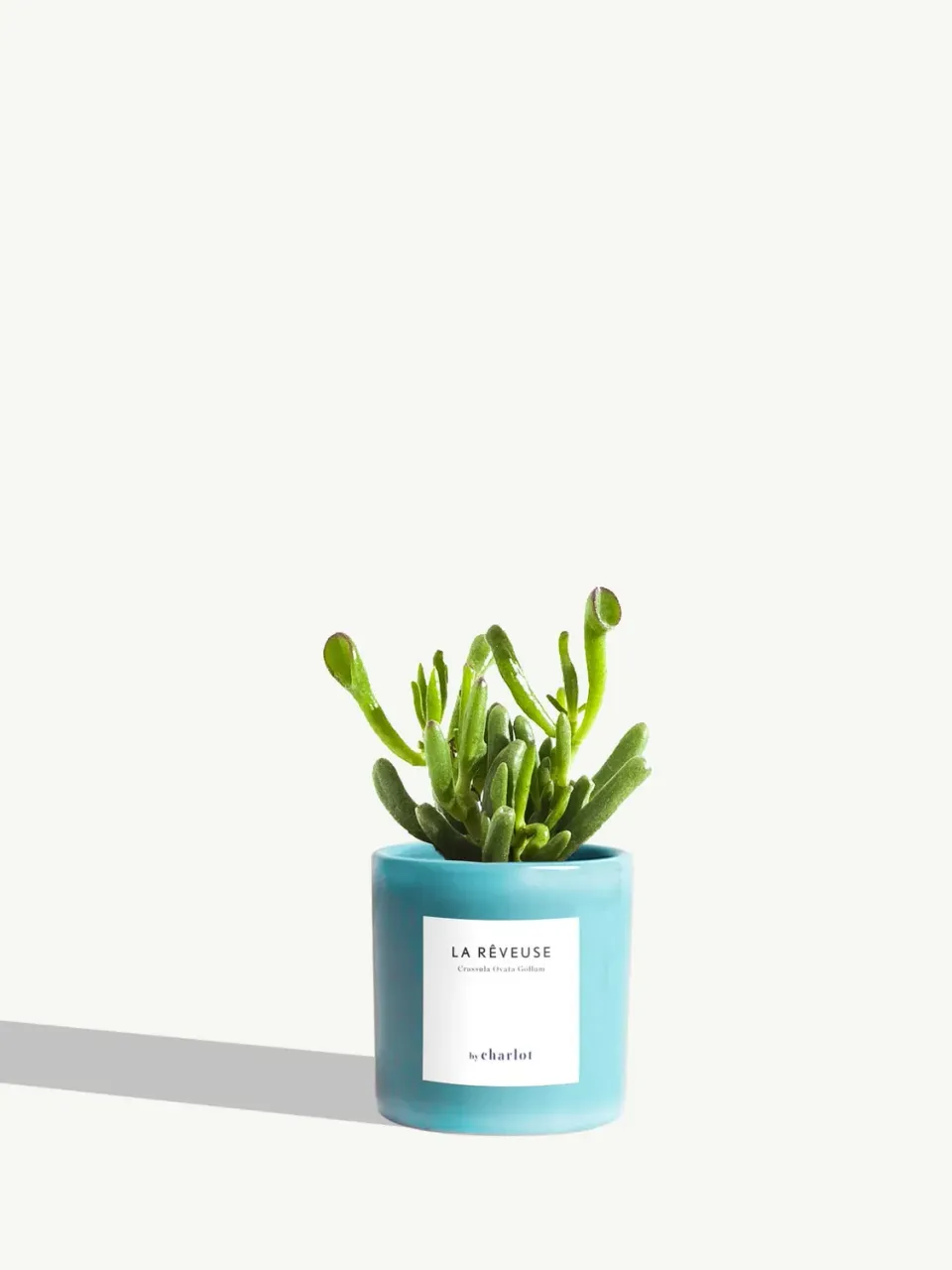 By Charlot La Rêveuse petite plante succulente XS crassula