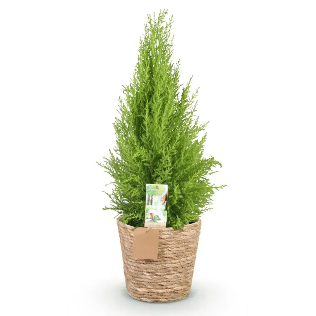Plant and Stories Cupressus Gold Crest Wilma conifère pot 21cm 90cm