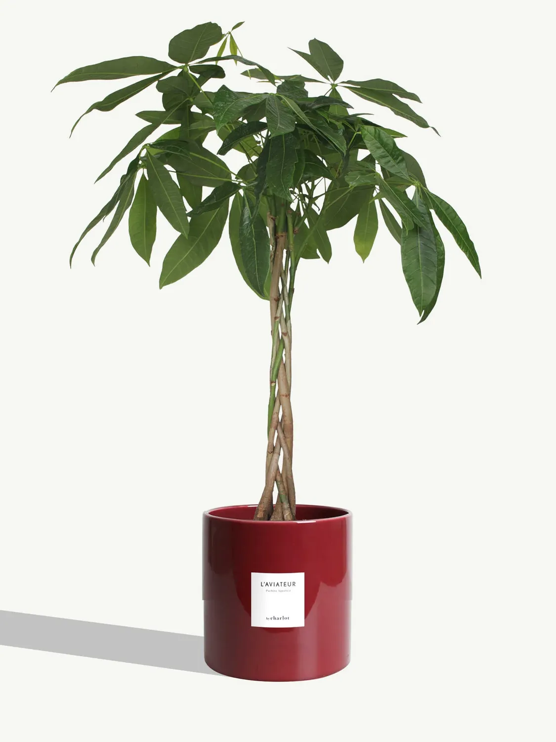 By Charlot L'Aviateur grande plante verte L+ 100 cm