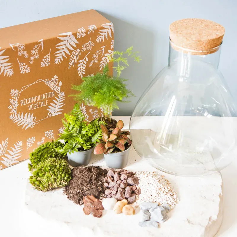Réconciliation Végétale Kit Terrarium Humide 3 Plantes Bocal Verre
