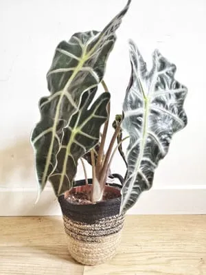 Réconciliation Végétale Lino Alocasia Polly plante verte nervurée