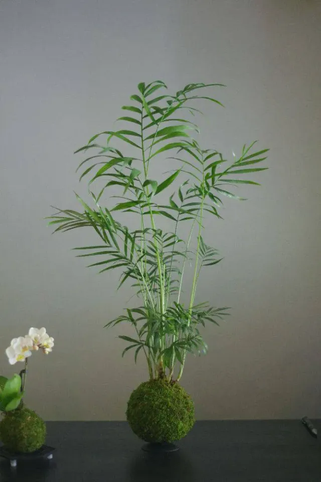 Aquaphyte Kokedama Choco-darien Ichi palmier nain